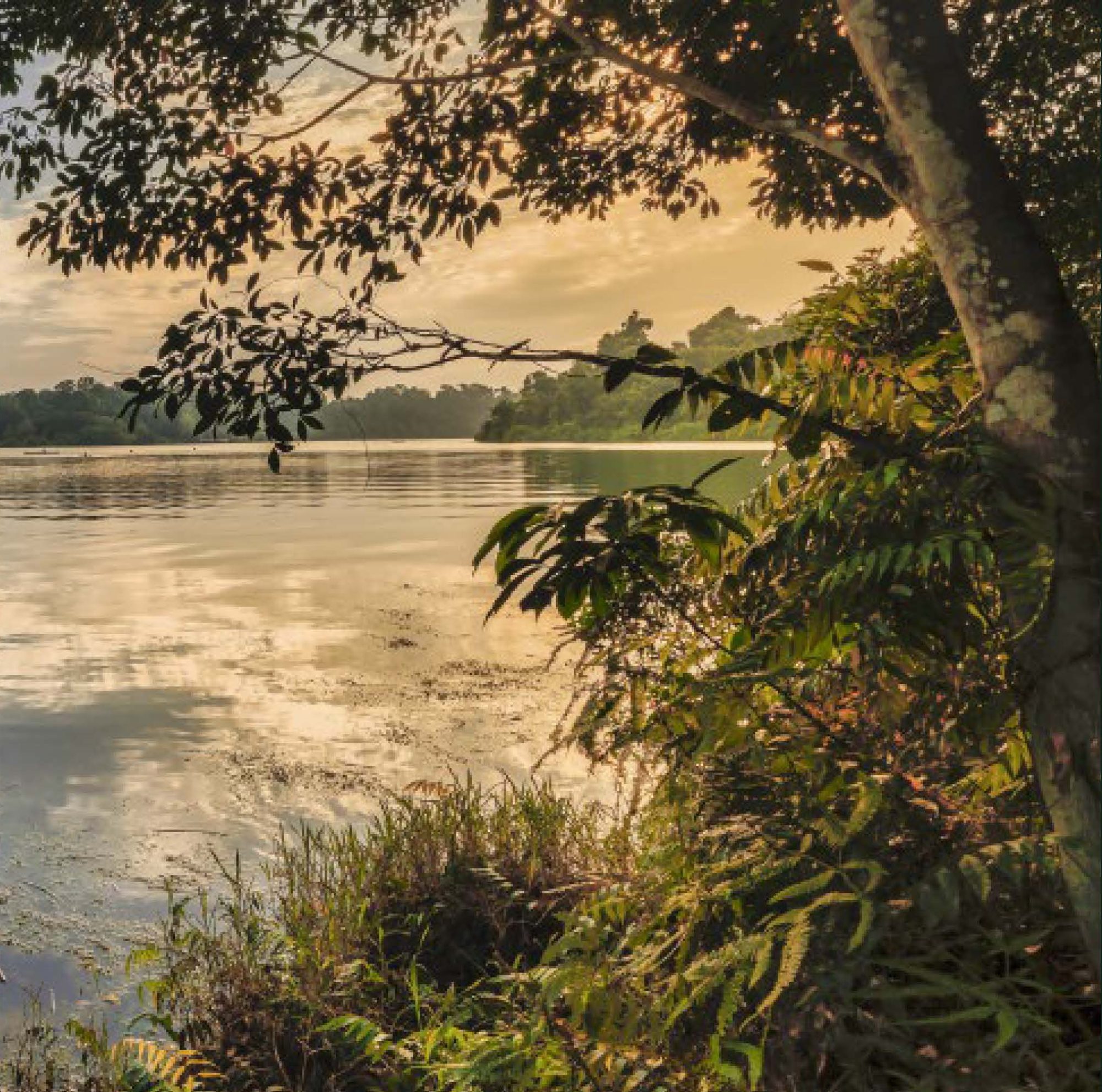 MacRitchie Reservoir Park at sunset